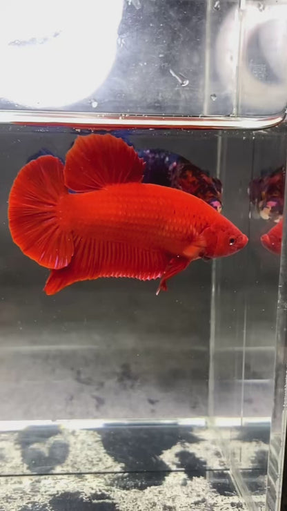 Super Red Giant Plakat Male Betta Fish
