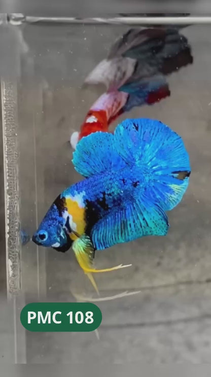 Koi Yellow Plakat Male Betta Fish | Show Grade | You Pick Fish