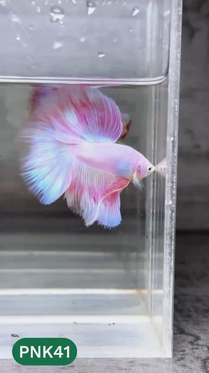 Pink Halfmoon Male Betta Fish | You Pick Fish | Order Directly From Farm