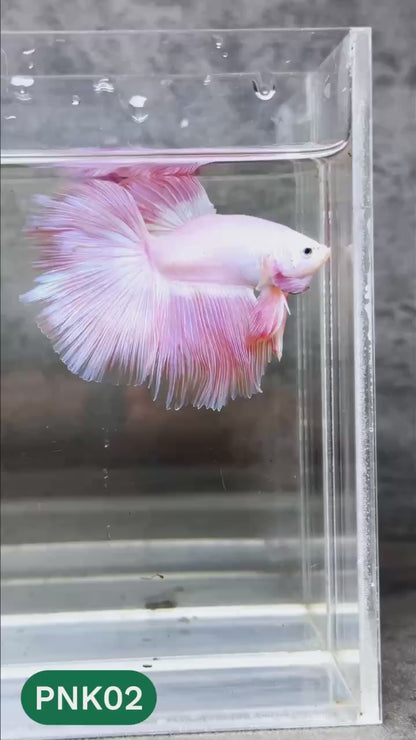 Pink Halfmoon Male Betta Fish | You Pick Fish | Order Directly From Farm