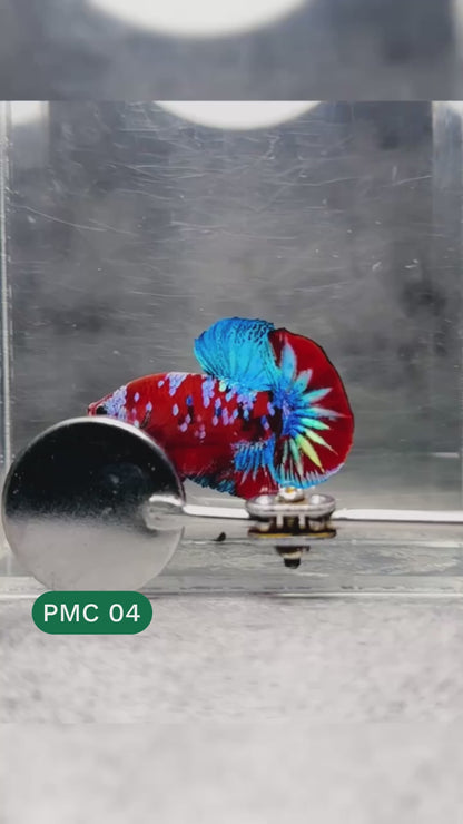 Multicolor Plakat Male Betta Fish |Show Grade|  You Pick Fish