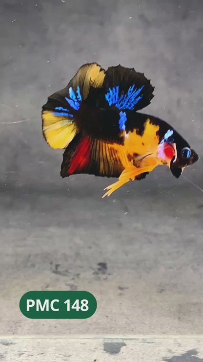 Multicolor Plakat Male Betta Fish |Show Grade|  You Pick Fish