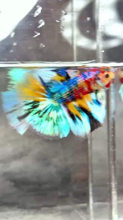Multicolor Halfmoon Male Betta Fish | High Grade | Order Directly From Farm |  You Pick Fish |