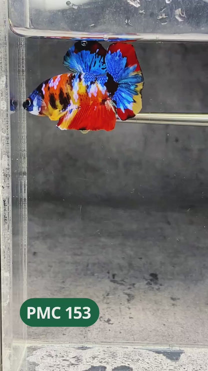 Multicolor Plakat Male Betta Fish |Show Grade|  You Pick Fish