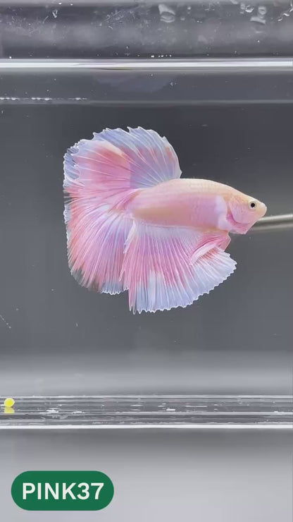 Pink Halfmoon Male Betta Fish | You Pick Fish | Order Directly From Farm