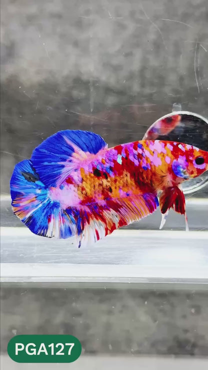 King Giant Plakat Male Betta Fish | You Pick Fish | High Grade