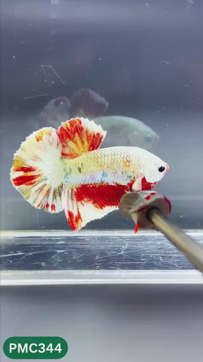 Multicolor Plakat Male Betta Fish | Show Grade |  You Pick Fish