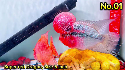 Super Red Dragon Flowerhorn Cichlid | High Grade | You Pick Fish