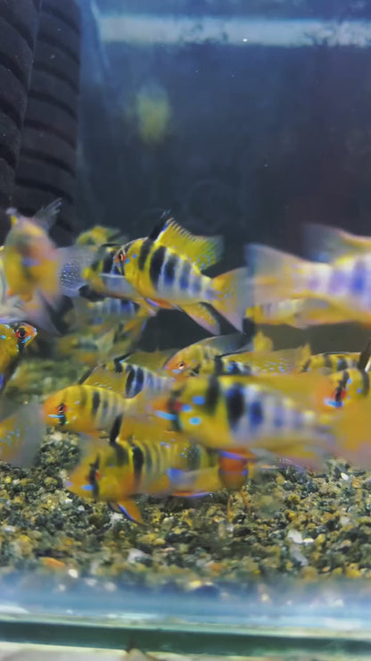 German Blue Ram Cichlid