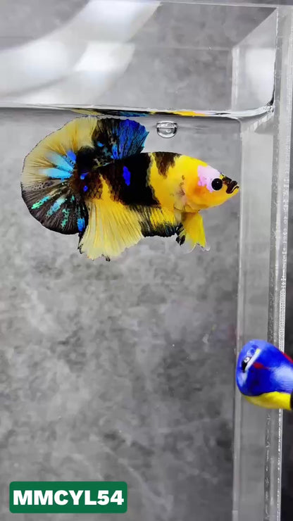 Multicolor Yellow Base Plakat Male Betta Fish | Order Directly From Farm|  You Pick Fish