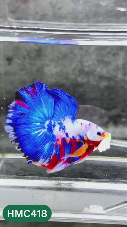 Multicolor Halfmoon Male Betta Fish | Order Directly From Farm | You Pick Fish
