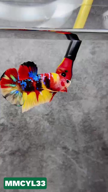 Multicolor Yellow Base Plakat Male Betta Fish | Order Directly From Farm|  You Pick Fish