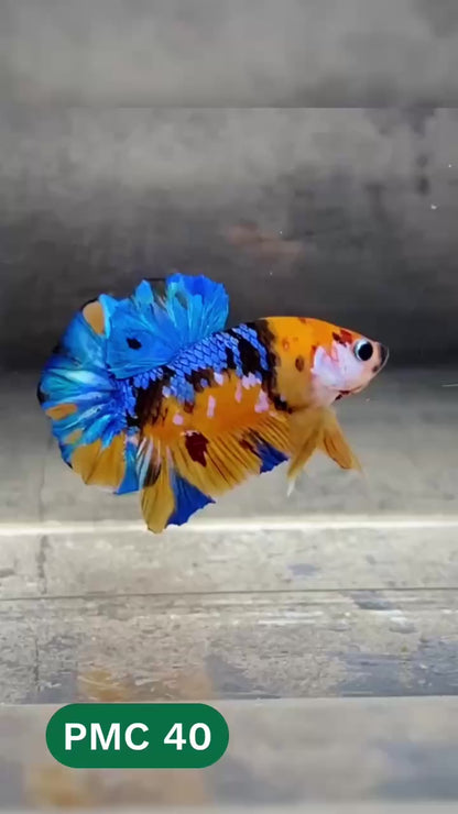 Multicolor Plakat Male Betta Fish |Show Grade|  You Pick Fish