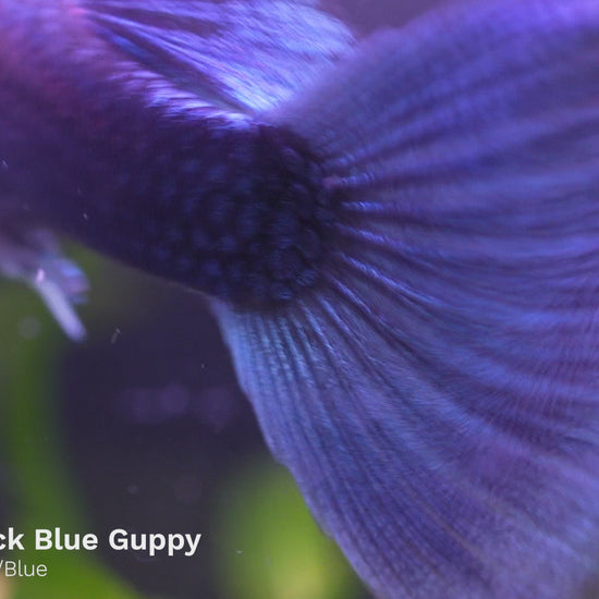 Half Black Blue Guppy - Tropicflow