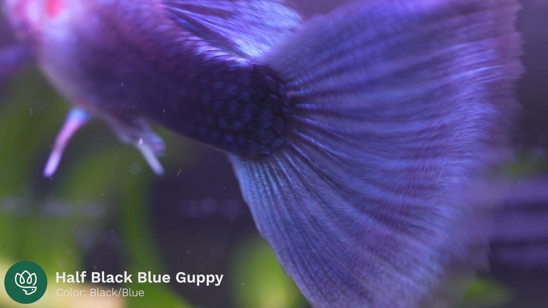 Half Black Blue Guppy - Tropicflow