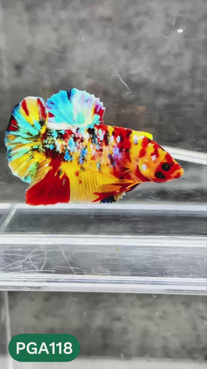 King Giant Plakat Male Betta Fish | You Pick Fish | High Grade