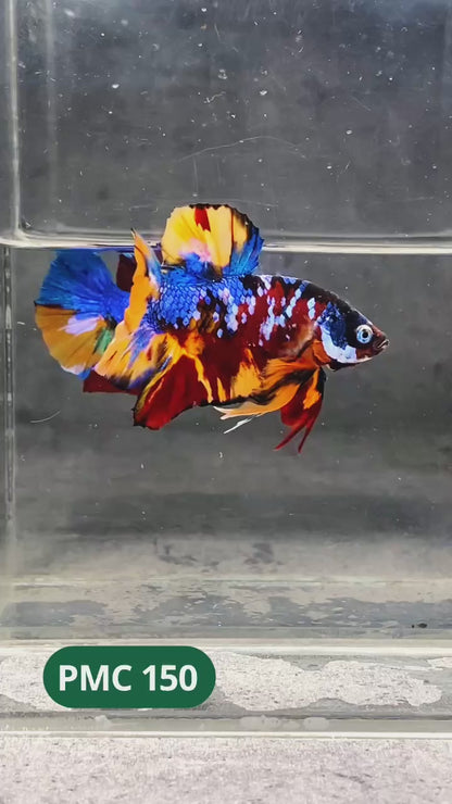 Multicolor Plakat Male Betta Fish |Show Grade|  You Pick Fish