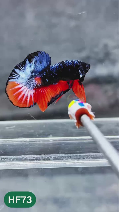 Dark Flame Hellfire Plakat Male Betta Fish | You Pick Fish | Exotic Betta