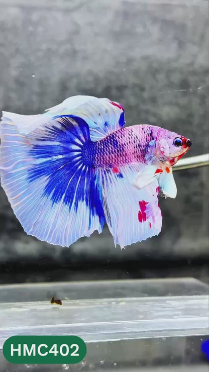 Multicolor Halfmoon Male Betta Fish | High Grade | Order Directly From Farm |  You Pick Fish |