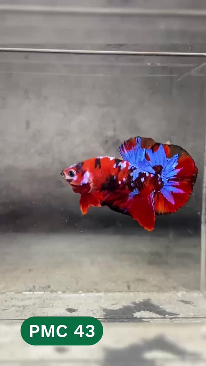Multicolor Plakat Male Betta Fish |Show Grade|  You Pick Fish