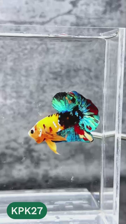 Multicolor Plakat Male Betta Fish |Show Grade|  You Pick Fish