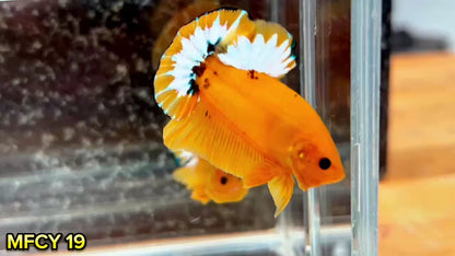 Yellow Fancy Male Betta Fish | Order Directly From Farm | You Pick Fish