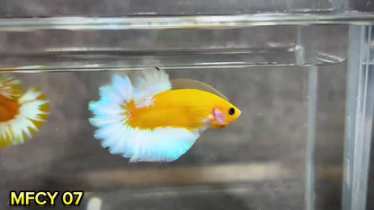 Yellow Fancy Male Betta Fish | Order Directly From Farm | You Pick Fish
