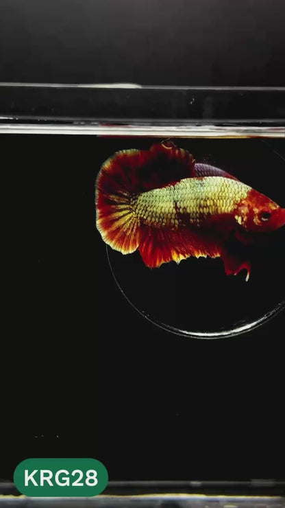 Koi Red Gold Galaxy Plakat Male Betta Fish | You Pick Fish