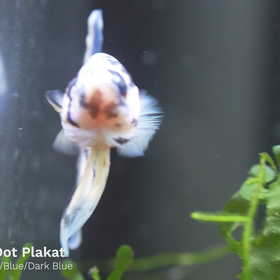 Blue Marble Dot Plakat Male Betta Fish