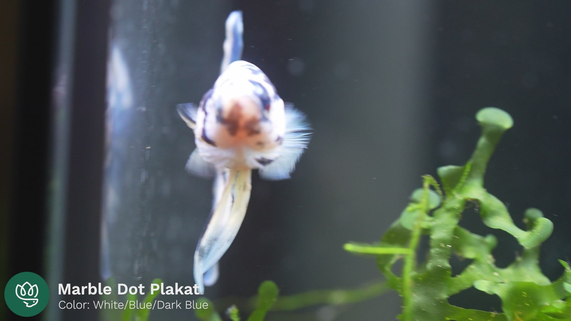 Blue Marble Dot Plakat Male Betta Fish