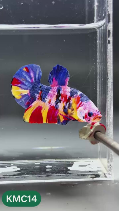 Multicolor Yellow Base Plakat Male Betta Fish | Order Directly From Farm |  You Pick Fish
