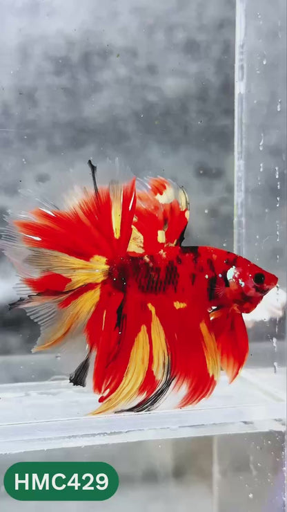 Multicolor Halfmoon Male Betta Fish | High Grade | Order Directly From Farm |  You Pick Fish |