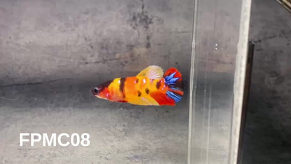 Multicolor Female Betta Fish | You Pick Fish  | High Grade