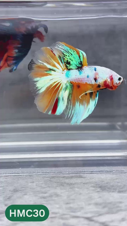 Multicolor Halfmoon Male Betta Fish | High Grade | Order Directly From Farm |  You Pick Fish |