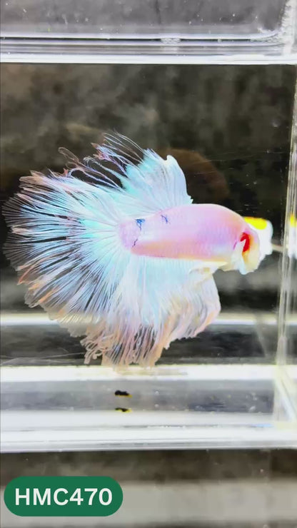 Multicolor Halfmoon Male Betta Fish | Order Directly From Farm | You Pick Fish