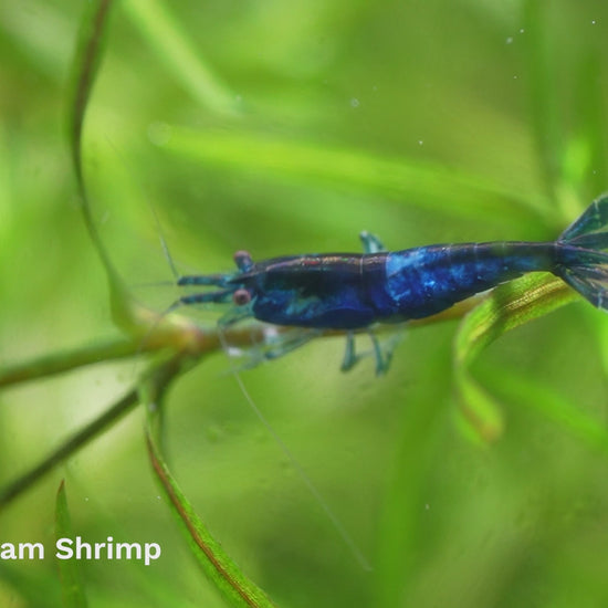 Blue Dream Neocaridina Shrimp