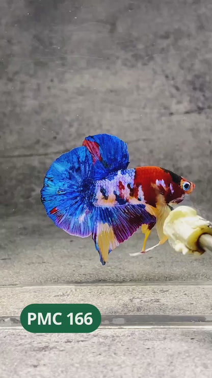 Multicolor Plakat Male Betta Fish |Show Grade|  You Pick Fish