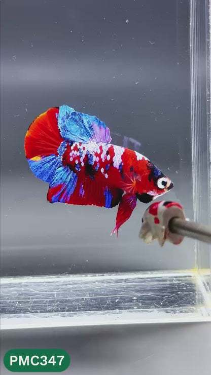 Multicolor Plakat Male Betta Fish | Show Grade |  You Pick Fish