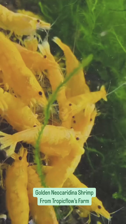 Golden Neocaridina Shrimp