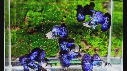 Purple Dragon Guppy Fish