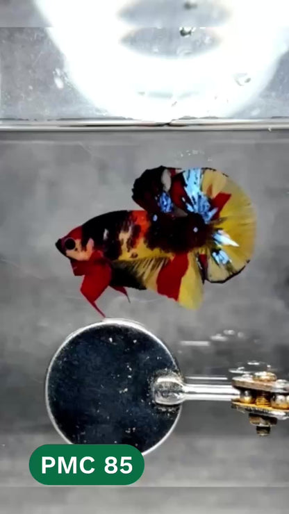 Multicolor Plakat Male Betta Fish |Show Grade|  You Pick Fish