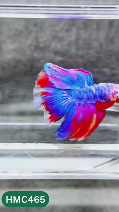 Multicolor Halfmoon Male Betta Fish | Order Directly From Farm | You Pick Fish