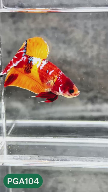 King Giant Plakat Male Betta Fish | You Pick Fish | High Grade