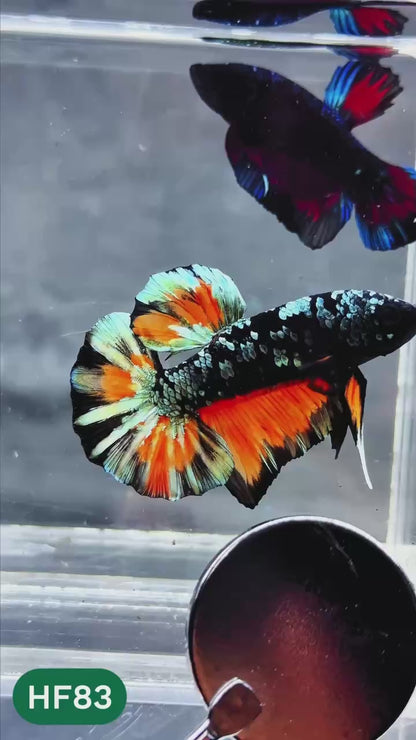 Dark Flame Hellfire Plakat Male Betta Fish | You Pick Fish | Exotic Betta