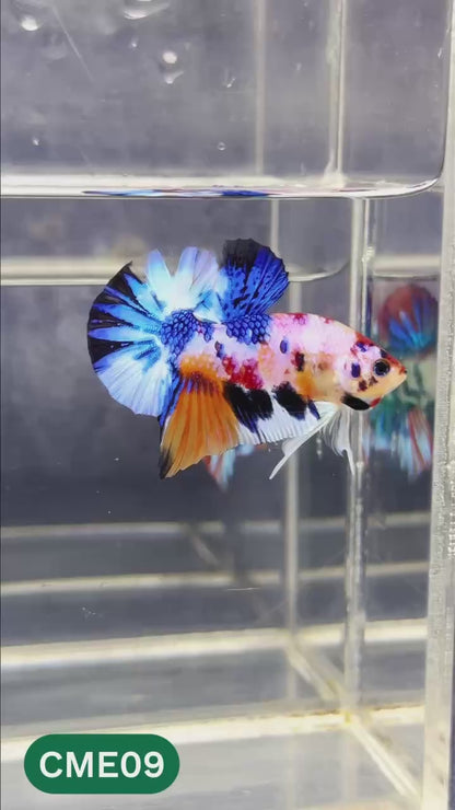 Multicolor Metallic Plakat Male Betta Fish | You Pick Fish | Exclusive Grade