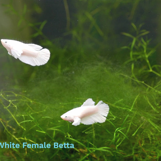 Female Betta Dumbo White 