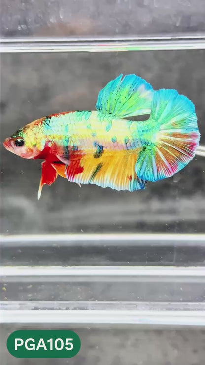 King Giant Plakat Male Betta Fish | You Pick Fish | High Grade