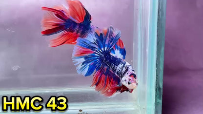 Multicolor Halfmoon Male Betta Fish | Order Directly From Farm | You Pick Fish