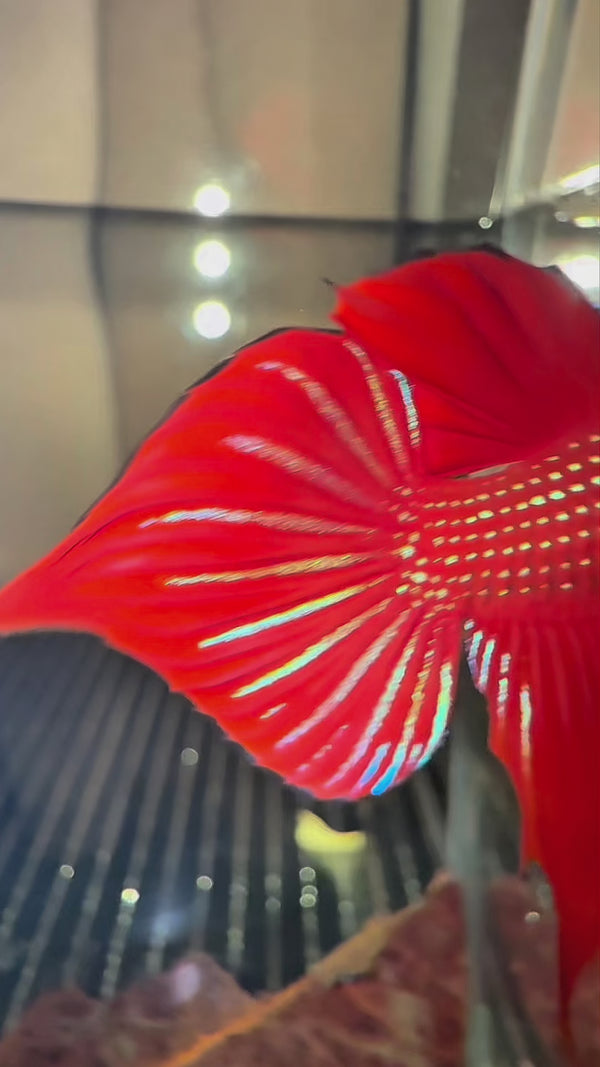 Red Wild Betta Splendens Hybrid Male — Swimming Video