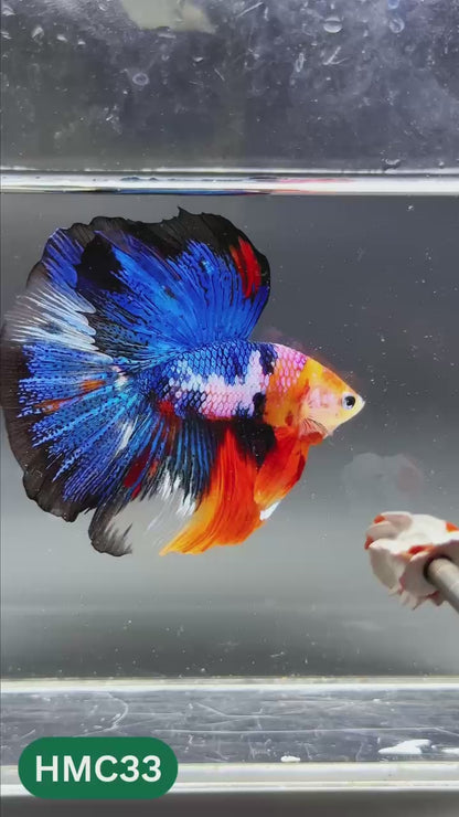 Multicolor Halfmoon Male Betta Fish | High Grade | Order Directly From Farm |  You Pick Fish